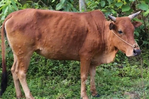 Xuất hiện ổ dịch viêm da nổi cục trên đàn bò tại tỉnh Hà Nam