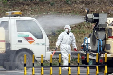 Hàn Quốc xuất hiện thêm các ổ lây nhiễm cúm gia cầm độc lực cao