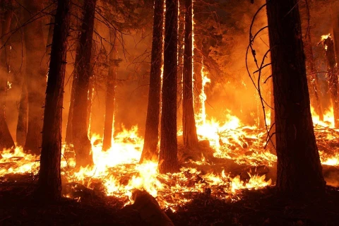 Cháy rừng ở bang California. (Nguồn: phys.org)