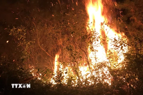 Huy động khoảng 1.100 người dập tắt đám cháy rừng trồng Sóc Sơn