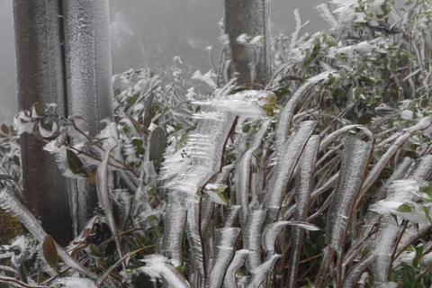 Hình ảnh sương muối, băng giá tại đỉnh đèo Khau Phạ. (Ảnh: TTXVN)
