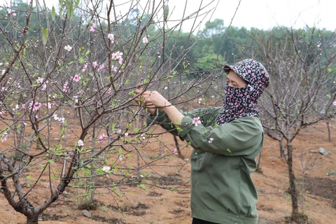 [Video] Những ngày cuối năm ở làng trồng đào phai Ninh Bình