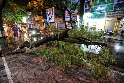 Hà Nội: Khẩn trương thu dọn cây xanh bị gãy, đổ sau trận mưa lớn