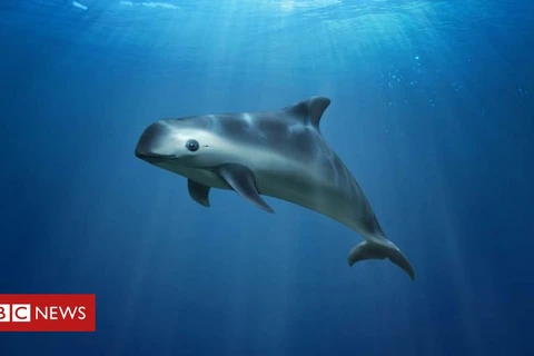 Mexico công bố các biện pháp bảo vệ loài cá heo sắp tuyệt chủng