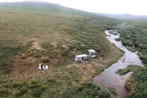 Mỹ: Giải cứu thành công người bị gấu xám tấn công tại Alaska