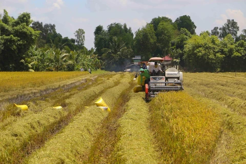 Nông dân thu hoạch lúa Hè Thu năm 2021 tại huyện Châu Thành A. (Ảnh: Duy Khương/TTXVN)