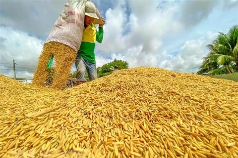 Thị trường nông sản tuần qua: Giá lúa không có nhiều khởi sắc