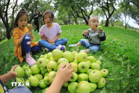 [Photo] Người dân Nga nhộn nhịp bước vào mùa thu hoạch táo