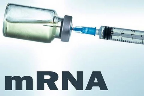 Vaccine mRNA do Ấn Độ phát triển bước đầu đạt kết quả khả quan