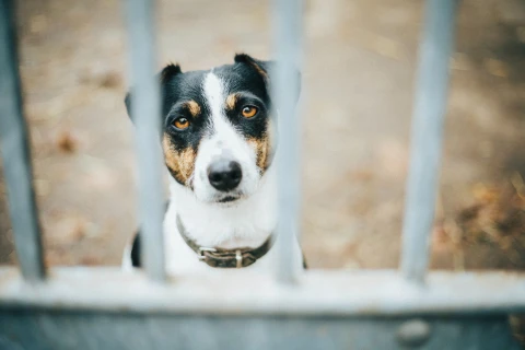 Bỉ: Những người ngược đãi động vật có thể lĩnh án tới 10 năm tù