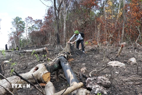 Phú Yên: Các vụ xâm hại rừng thuộc di tích lịch sử quốc gia ở Sơn Hòa