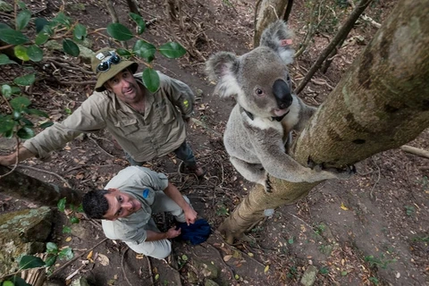 Giới khoa học Australia cảnh báo nguy cơ tuyệt chủng loài koala