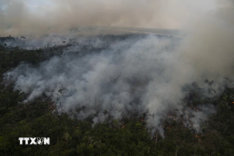 Tổ chức Allrise khởi kiện Tổng thống Brazil hủy hoại rừng Amazon