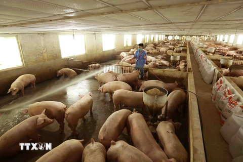 Giá lợn hơi đang tăng từng ngày, phổ biến từ 35.000-45.000 đồng mỗi kg