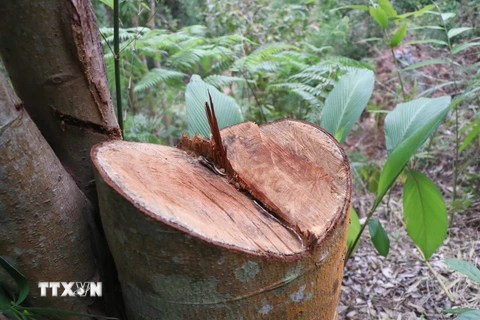 Xử lý tình trạng phá rừng ở Khu bảo tồn thiên nhiên Bắc Hướng Hóa