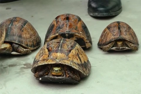 Hà Nội: Phát hiện khoảng 100 cá thể rùa quý hiếm giấu trong cốp ôtô