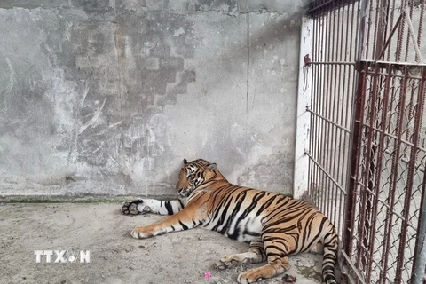 Bình Dương: Một cơ sở tư nhân giao nộp 4 con hổ cho chính quyền