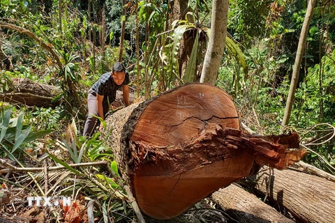 UBND tỉnh Kon Tum chỉ đạo điều tra, làm rõ vụ phá rừng ở Kon Plông