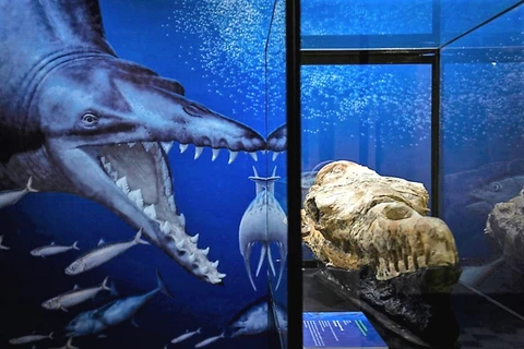 Hóa thạch loài cá voi 36 triệu năm tuổi ở hoang mạc Peru
