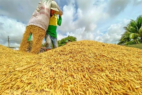 Thị trường nông sản tuần qua: Giá gạo trong nước tăng trở lại