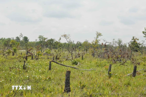 Vụ phá rừng quy mô lớn ở Đắk Lắk: Bắt tạm giam 28 đối tượng liên quan
