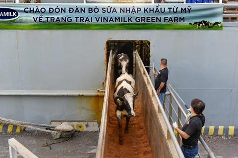 VINAMILK TIẾP NHẬN THÀNH CÔNG HƠN 1.500 BÒ SỮA NHẬP TỪ MỸ VỀ CÁC TRANG TRẠI GREEN FARM Vinamilk tiếp nhận hơn 1.500 bò sữa từ Mỹ về các trang trại Green Farm