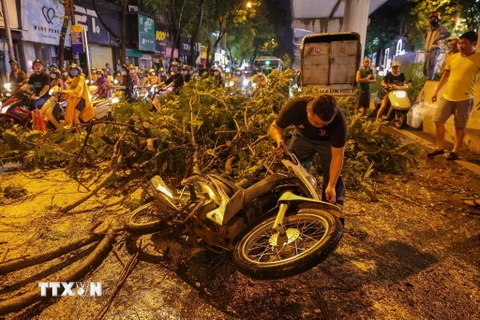 Hà Nội: Kịp thời cứu thoát một người bị cây đổ đè trúng