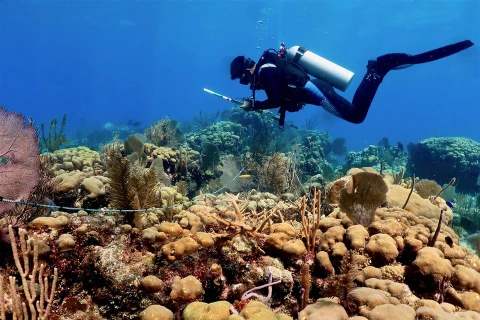 Công bố 'thủ phạm' phá hủy rạn san hô quan trọng bậc nhất thế giới 