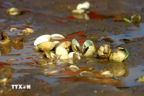 Thái Bình: Nhiều ngao nuôi bị chết trên mặt bãi triều xen lẫn váng dầu