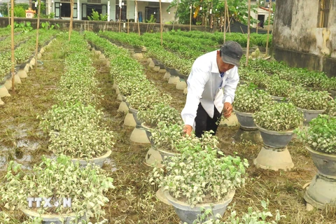 Người trồng hoa Tết ở Thừa Thiên-Huế với nguy cơ trắng tay sau lũ lớn