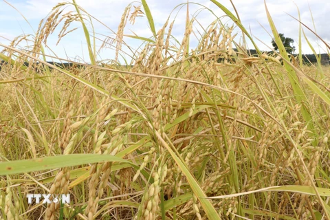 Australia-Việt Nam phát triển giống lúa thích nghi biến đổi khí hậu