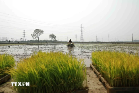 Gần 93% diện tích ở Trung du và Đồng bằng Bắc Bộ đủ nước cho gieo cấy