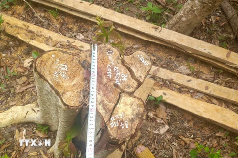 Gia Lai: Khẩn trương điều tra làm rõ vụ 125 cây rừng bị cưa hạ