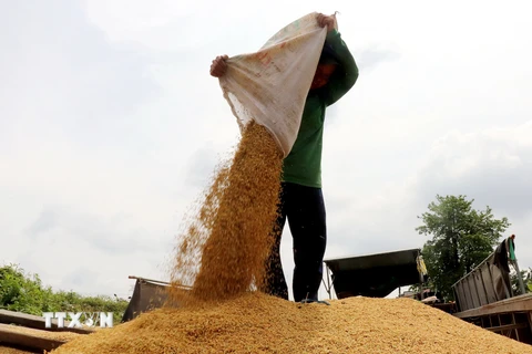 Giá lúa ở khu vực Đồng bằng sông Cửu Long giảm ở một số loại