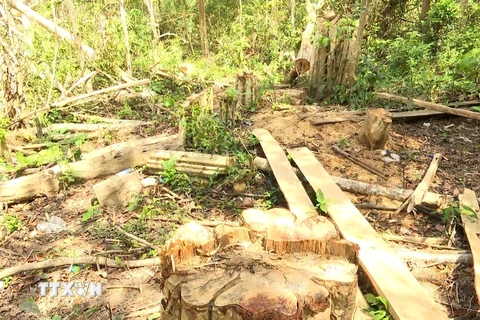 Gia Lai: Khởi tố vụ án chặt hạ gần 150 cây rừng tại Tiểu khu 792