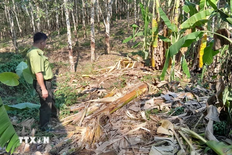 Bình Phước: Voi rừng phá chòi và cây trồng của dân ở xã Tân Lợi