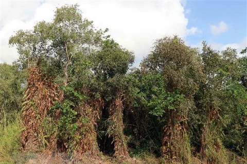 Nhiều diện tích rừng ở Cà Mau bị khô hạn có khả năng xảy ra cháy