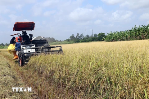 Thị trường nông sản tuần qua: Giá lúa vẫn duy trì ở mức cao
