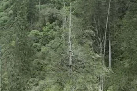 Cây bách khổng lồ ở Tây Tạng phá kỷ lục về cây cao nhất châu Á