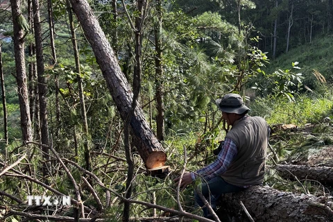 Lâm Đồng: Gần 150 cây thông hàng chục năm tuổi bị cưa hạ trái phép