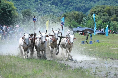 Tưng bừng Hội đua bò Bảy Núi của đồng bào Khmer ở An Giang
