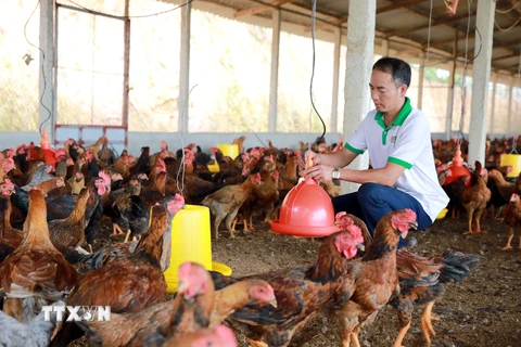 Gương Nông dân xuất sắc: Tỷ phú nông dân nuôi gà lai chọi thả vườn