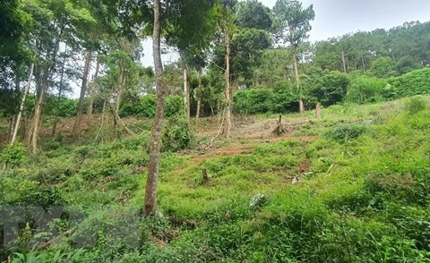 Xử lý nghiêm nhóm đối tượng hành hung nhân viên rừng phòng hộ Đại Ninh