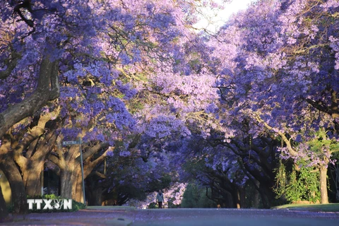 [Photo] Rực rỡ sắc màu hoa phượng ở Thủ đô Pretoria của Nam Phi