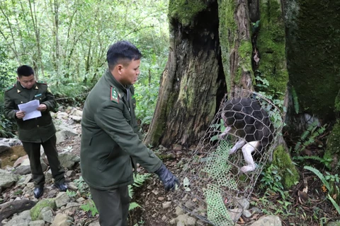 Hạt kiểm lâm huyện Mèo Vạc tổ chức thả cá thể khỉ mặt đỏ về tự nhiên. (Nguồn: Hà Giang TV)