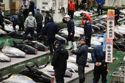 Phiên đấu giá cá ngừ đầu Năm mới tại Nhật Bản. (Nguồn: Kyodo)