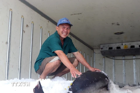 Ngư dân phấn khởi khi khai thác được con cá ngừ đại dương nặng gần 100kg bán cho thương lái với giá 10 triệu đồng. (Ảnh: Xuân Triệu/TTXVN)