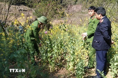 Lực lượng chức năng phá bỏ và tiêu hủy số lượng cây thuốc phiện người dân trồng tại bản Săng Tăng Ngai, xã Phăng Sô Lin, huyện Sìn Hồ. (Ảnh: TTXVN phát)