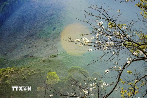 Hoa ban nở trắng núi rừng Điện Biên