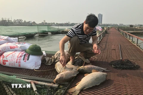 Anh Lê Văn Thành kiểm tra cá chết vừa được vớt lên từ lồng nuôi. (Ảnh: Tiến Vĩnh/TTXVN)